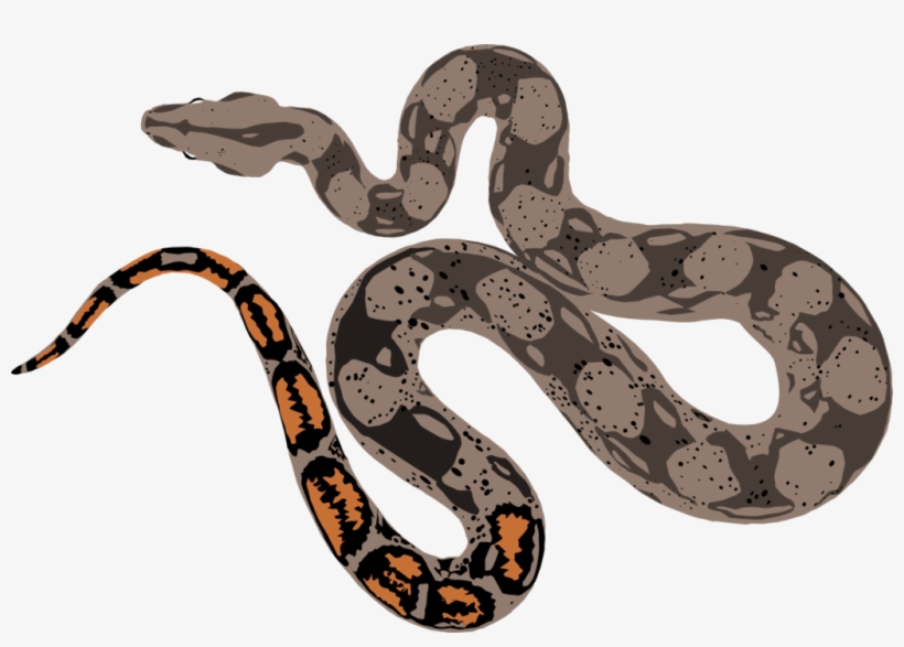 Boa Constrictor Drawing At Getdrawings - Painting, transparent png #1999925