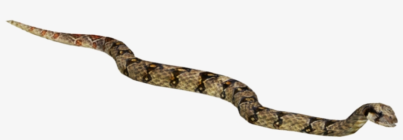 Red-tailed Boa - Constrictor Boa Zt2, transparent png #1999952