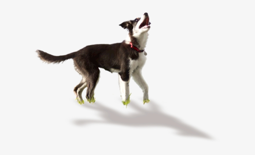 Confused Dog Png Image Library Download - Hemp Oil, transparent png #20171