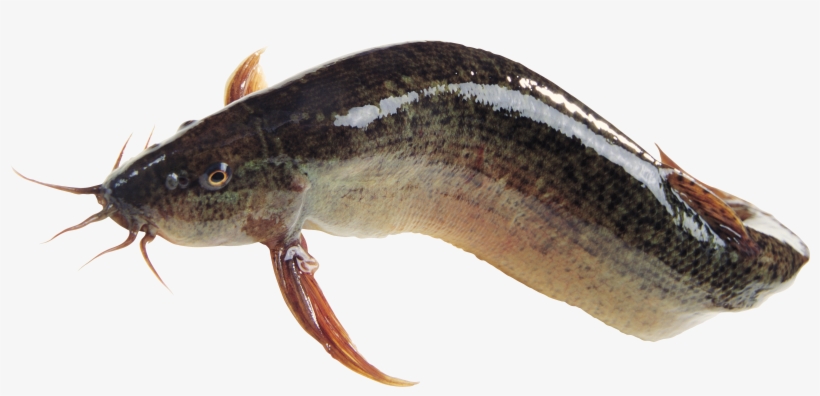 Best Free Fish Transparent Png Image - Magur Fish Png, transparent png #20270