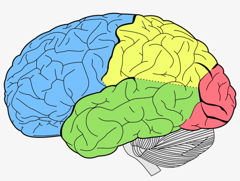 Brain-600x428 - Lobes Of The Brain, transparent png #20589