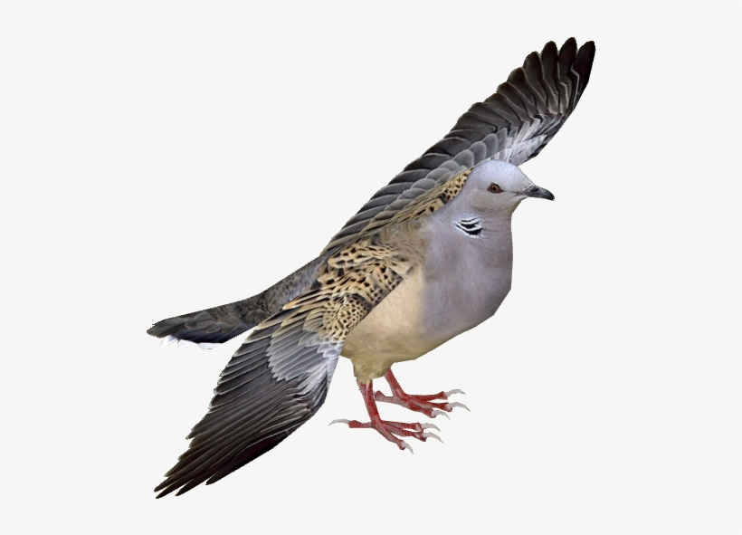 European Turtle Dove Adult5 - Turtle Dove Png, transparent png #20648