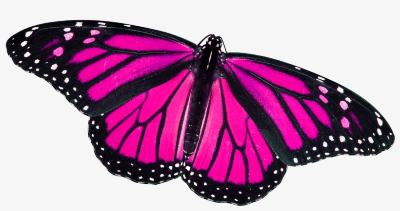 Monarch Butterfly, transparent png #20695