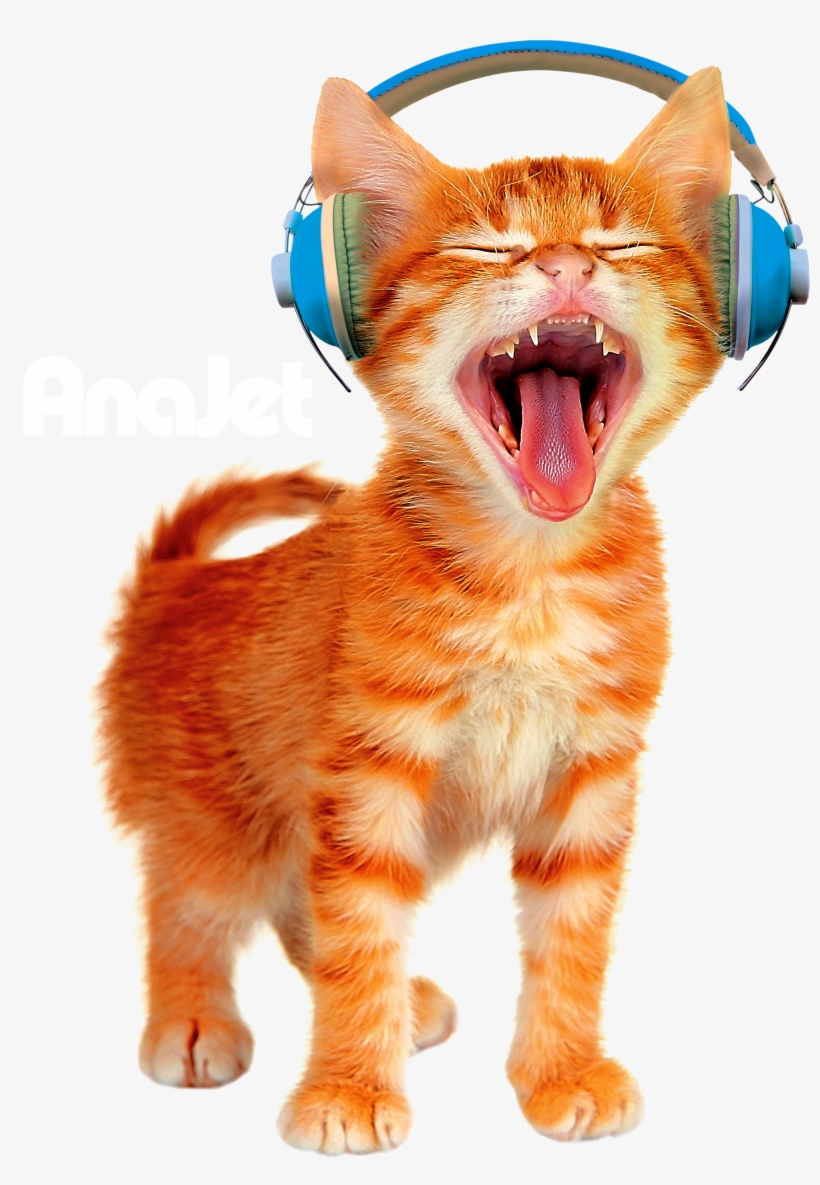 Headphone Cat - Anajet Cat@pngkey.com