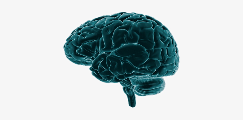 News - Brain Imaging Png, transparent png #20970