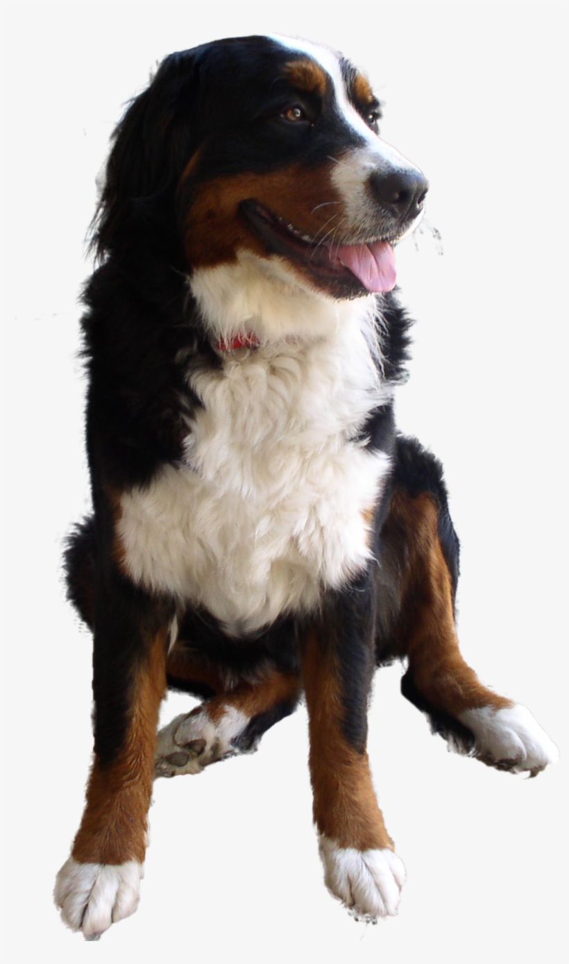 Dog Png, transparent png #21370