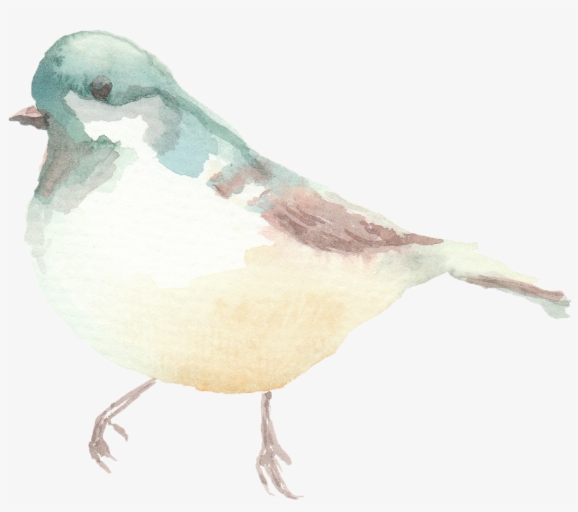 Spring Watercolor Birds - Pigeons And Doves, transparent png #21439