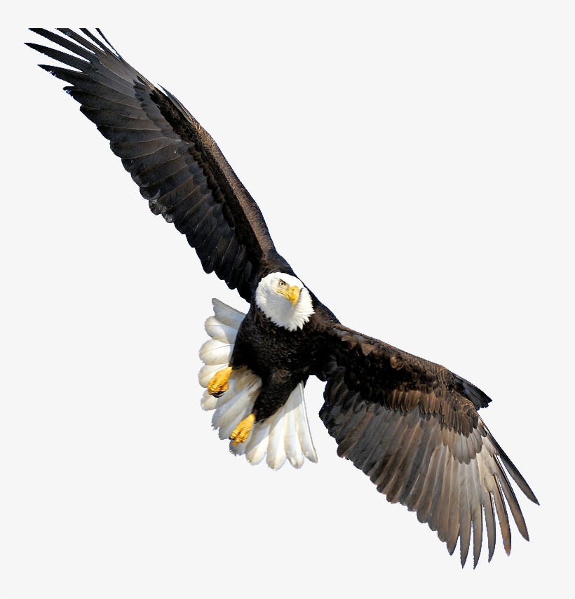 Bald Eagle Png Transparent Images - Bald Eagle Transparent Background, transparent png #21481