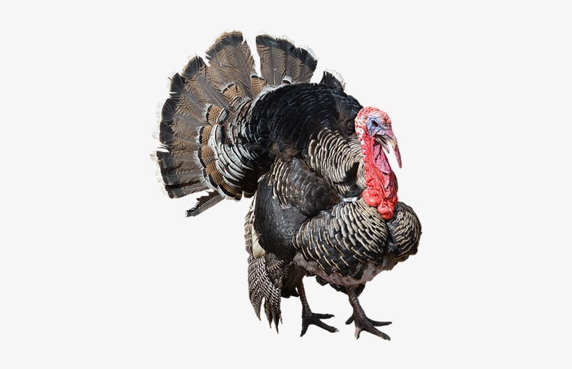 Turkey Bird Png Download Image - Turkey Png, transparent png #21569
