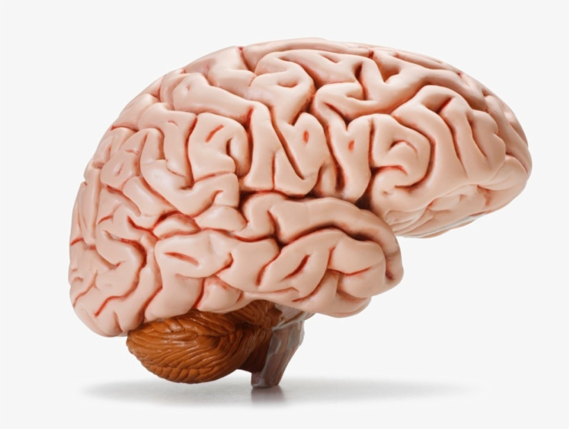 Brain Png Image Background - Transparent Background Brain Png, transparent png #21571