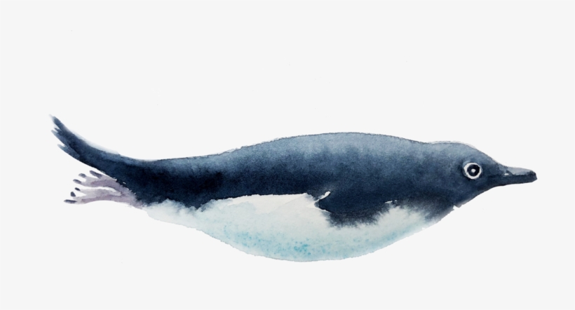 Transparent Whale Watercolor Banner Free Library - Watercolor Painting, transparent png #21749