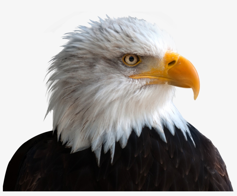 Transparent Background Eagle Png, transparent png #21857