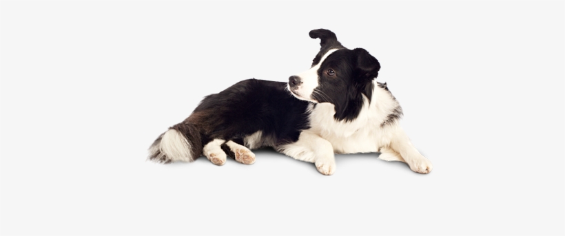 Dog Png - Indian Dog Png, transparent png #21930