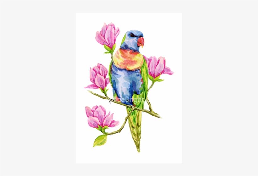Rainbow Lorikeet On Magnolia Branch Art Print - Budgie, transparent png #22114