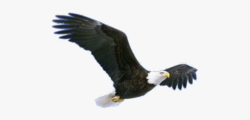 Flying Eagle Png Pic - Bird Grand Canyon Animals, transparent png #22161
