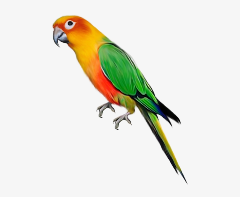 Clipart Birds Parrot Large Pinterest Conure Bird - Parrot Transparent, transparent png #22367