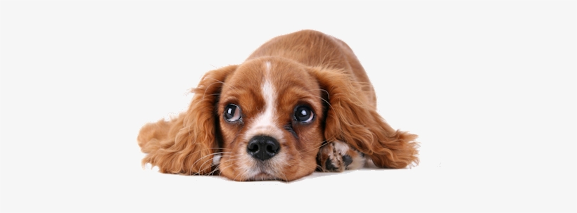 Abandoned Dog Png High-quality Image - Dog Ear Cleaner By Natural Rapport - Patented Ear Cleanser, transparent png #22389