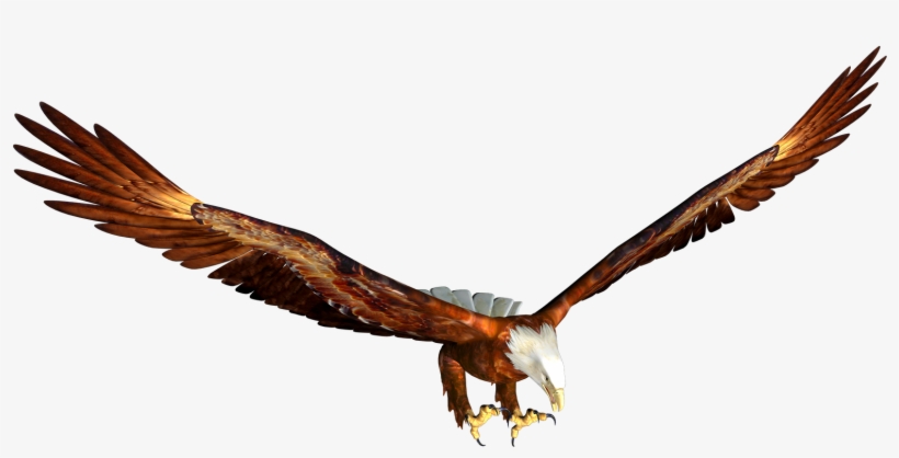 Soaring - Орел На Прозрачном Фоне, transparent png #22393