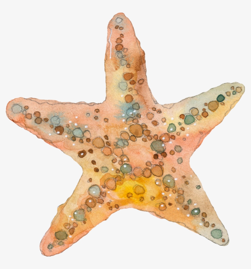 ○•‿✿⁀ocean Safari‿✿⁀•○ - Estrela Do Mar Aquarela, transparent png #22713