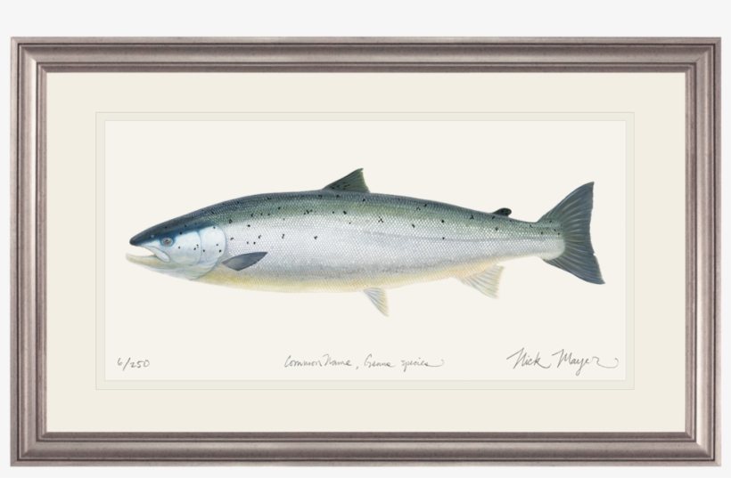 Wild Atlantic Salmon Original Watercolor Painting - Painting Of A Salmon, transparent png #22755