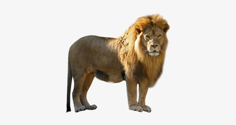Lion Png Free Download - Pmln Lion Png, transparent png #22975