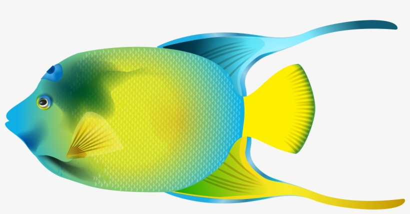 Queen Angelfish Png Transparent Clip Art Image - Angel Fish Png, transparent png #22993