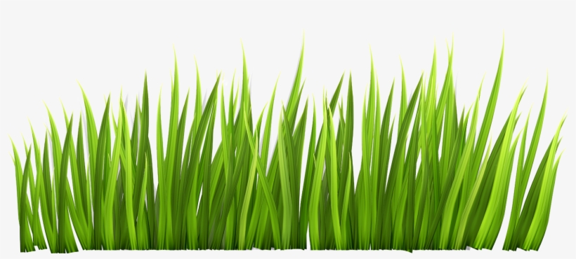 Download Png Images - Grass Transparent Background, transparent png #23050