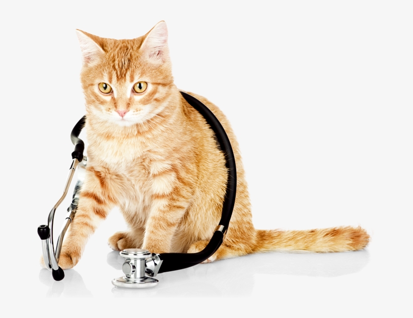Slider-cat - Veterinarian Cat, transparent png #23159