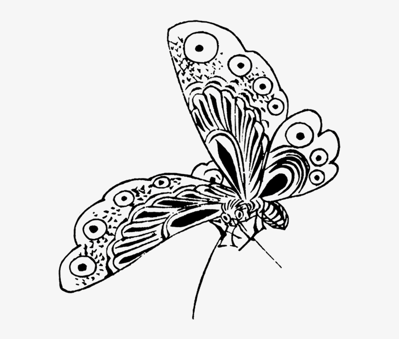 Japanese Drawing Butterfly - Butterfly Drawing Png, transparent png #23201