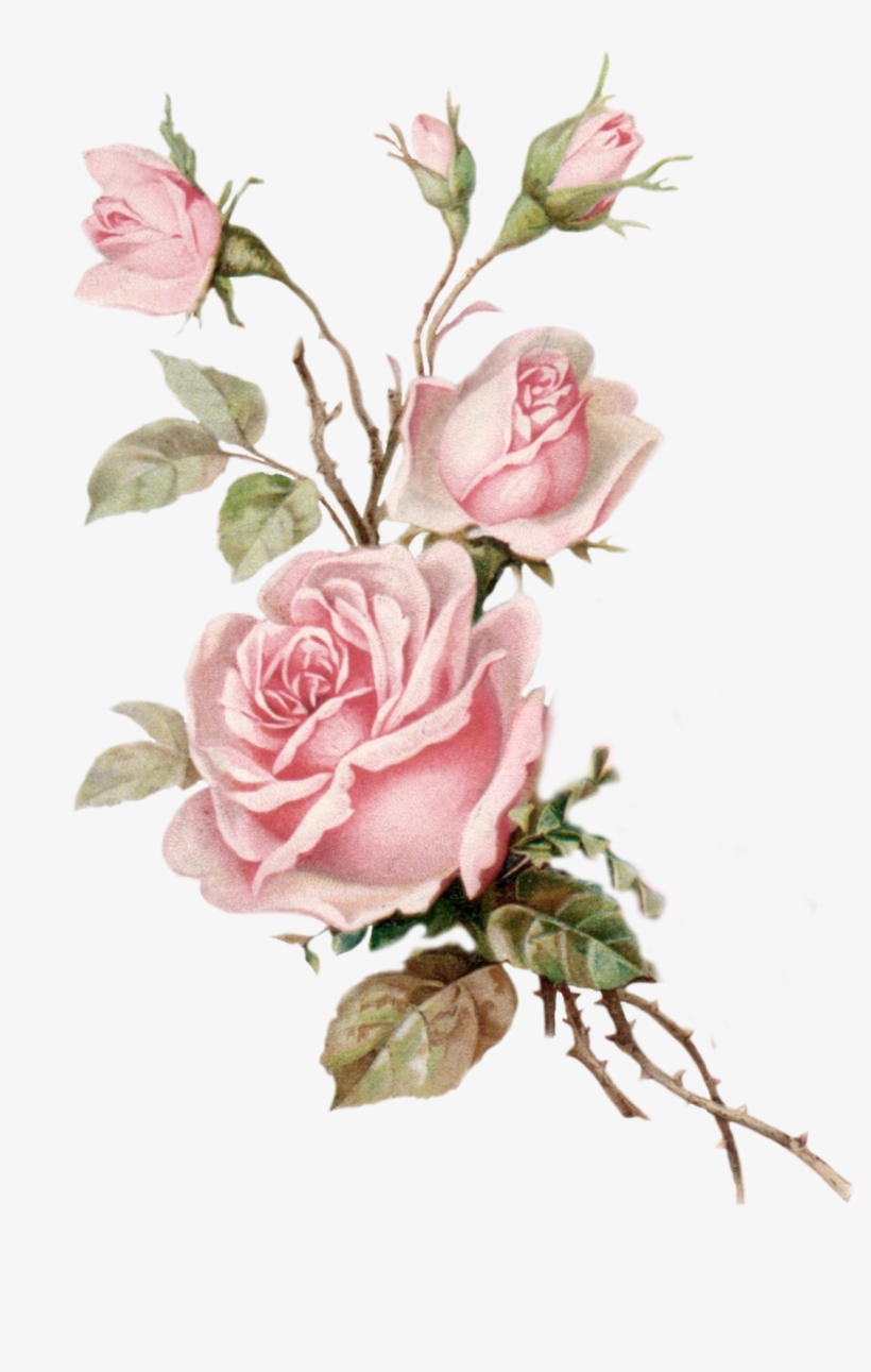 Vintage Pink Rose Png Cut Out From An Old Postcard - Old Rose Png, transparent png #23219