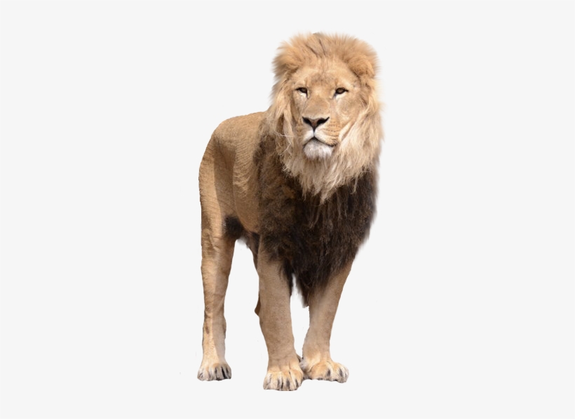 Lion Png Transparent Background Hd, transparent png #23501