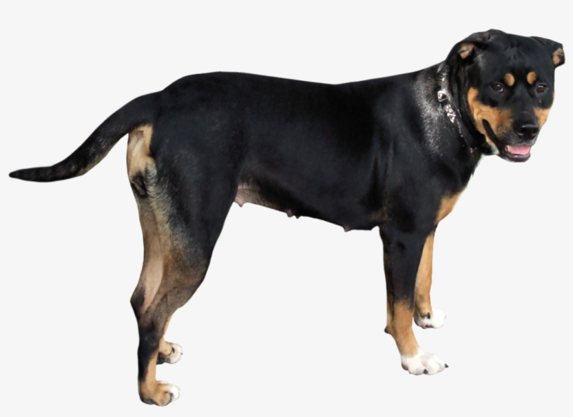 Dog Png - Dog, transparent png #23637