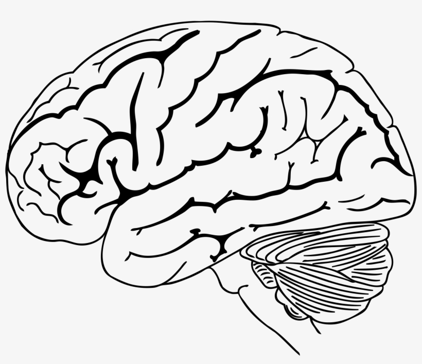 Geometric Drawing Brain - Brain Drawing Png, transparent png #23638