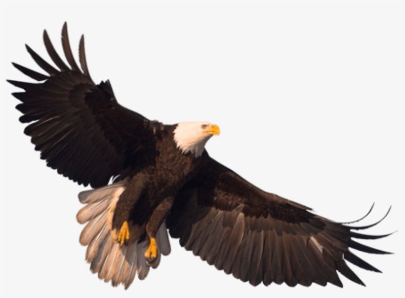 Eagle Png, transparent png #23658