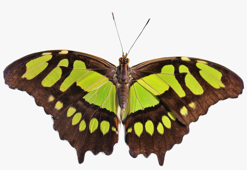 Butterfly Png Transparent Image - Png Transparent Butterfly Transparent, transparent png #23713