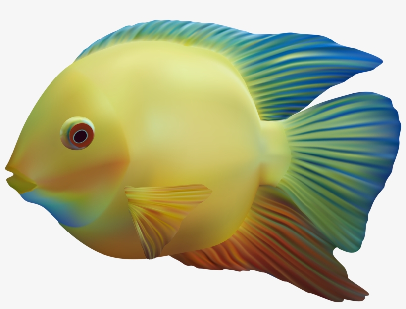 Exotic Fish Png Clipart - Transparent Background Fish Png, transparent png #23753