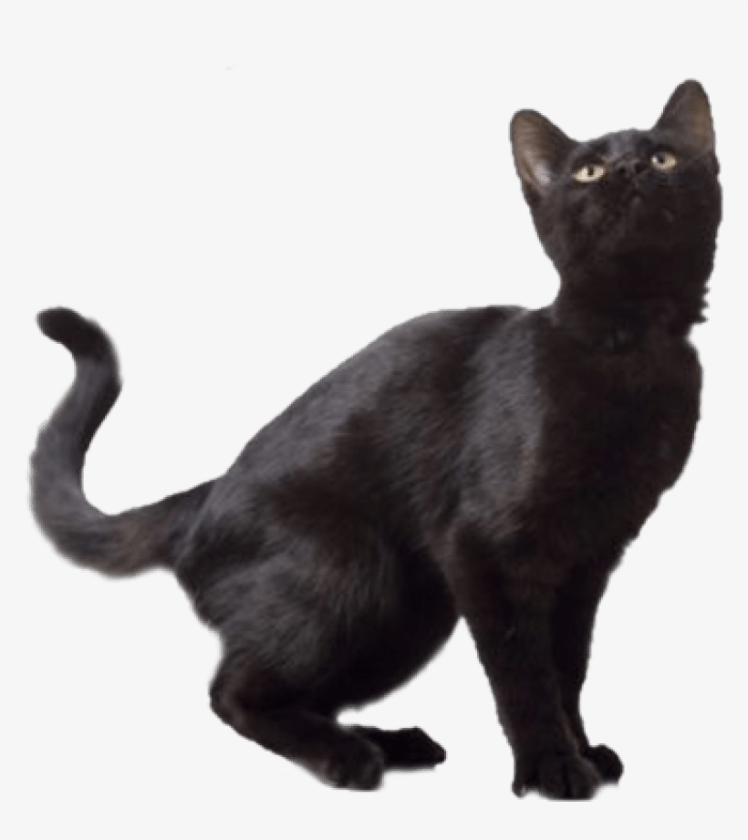 Free Png Black Cat Png Images Transparent - Black Cat Transparent Background, transparent png #23927