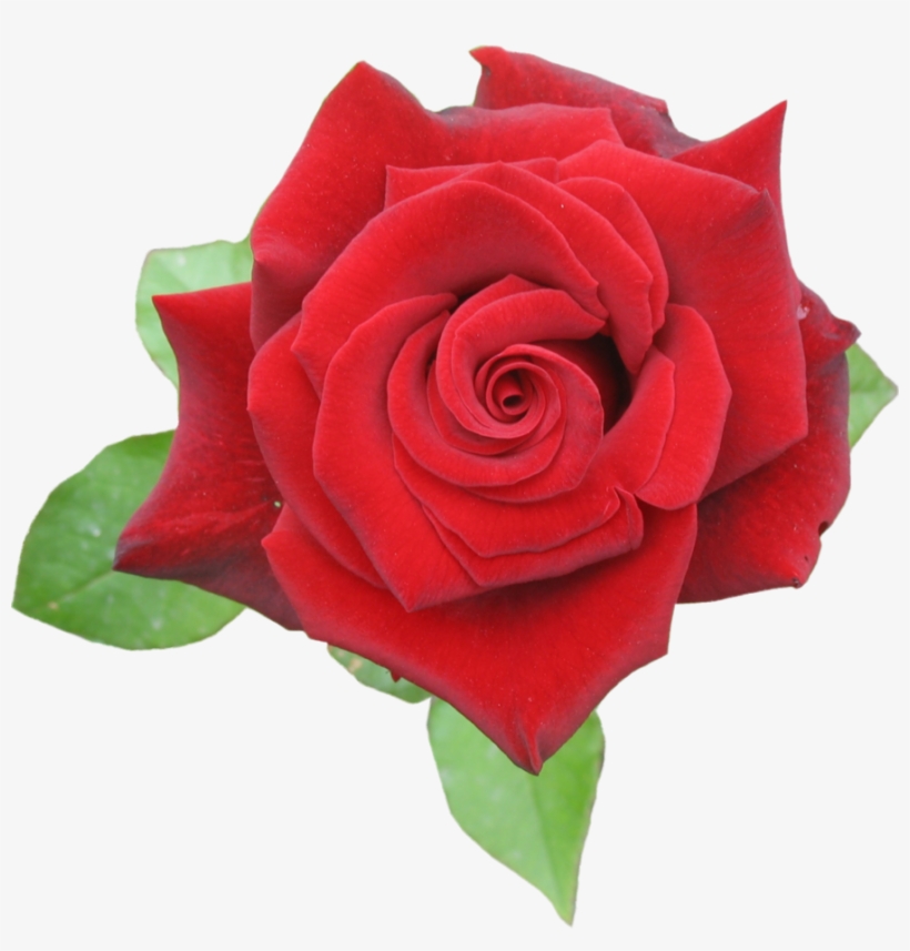 Browse And Download Rose Png Pictures - Rose Red Png, transparent png #23952
