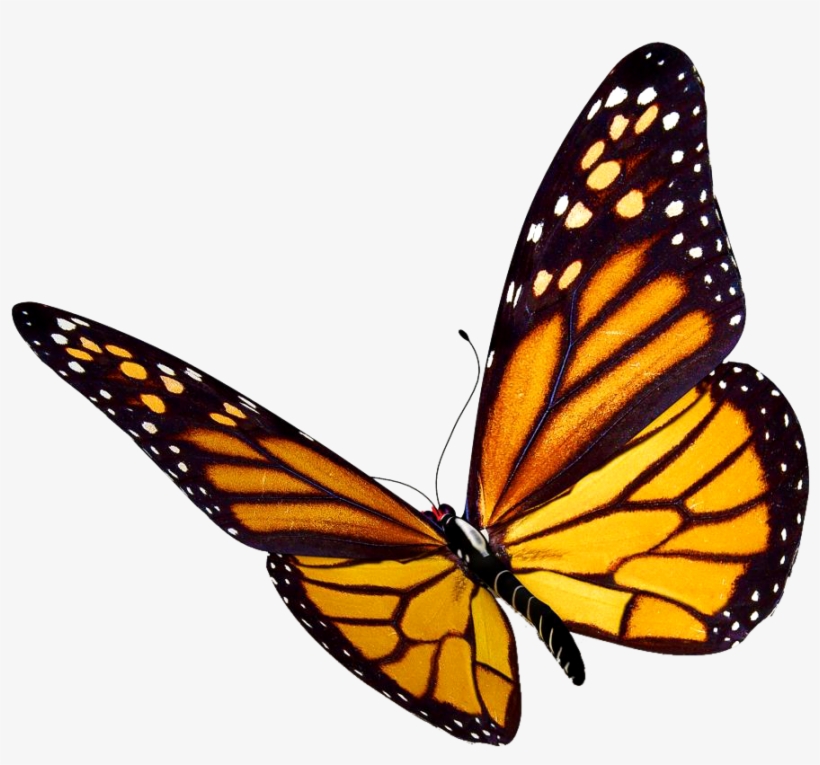 Monarch Butterfly Clipart At Getdrawings - Monarch Butterfly Transparent Background, transparent png #23967