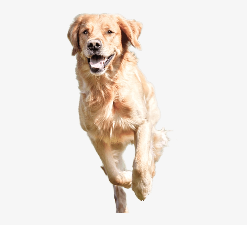 Dog Running Png, transparent png #24198