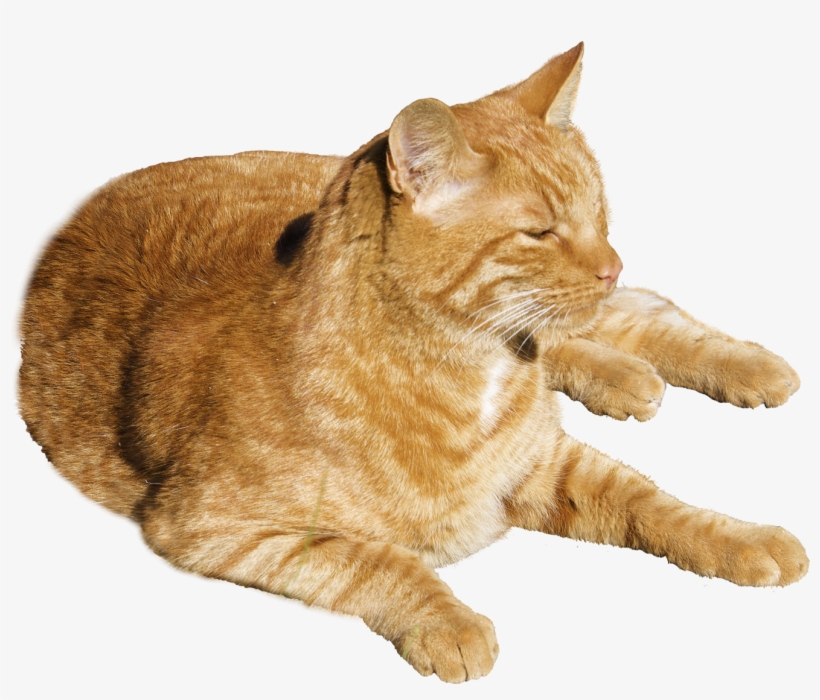 Cat Png Transparent Image - Dragon Li Cat Orange, transparent png #24200