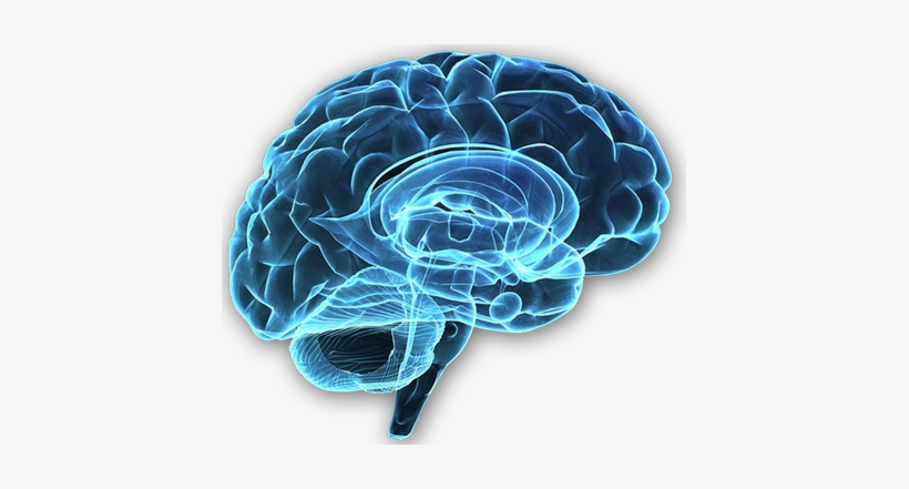 The Predicting Brain And Subliminal Messaging In Advertising - Cuidar Da Pessoa Com Esquizofrenia, transparent png #24343