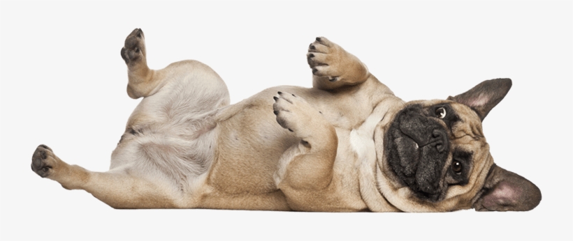 This Class Introduces Different Tricks And Body Awareness - Dog Doing Trick Png, transparent png #24541