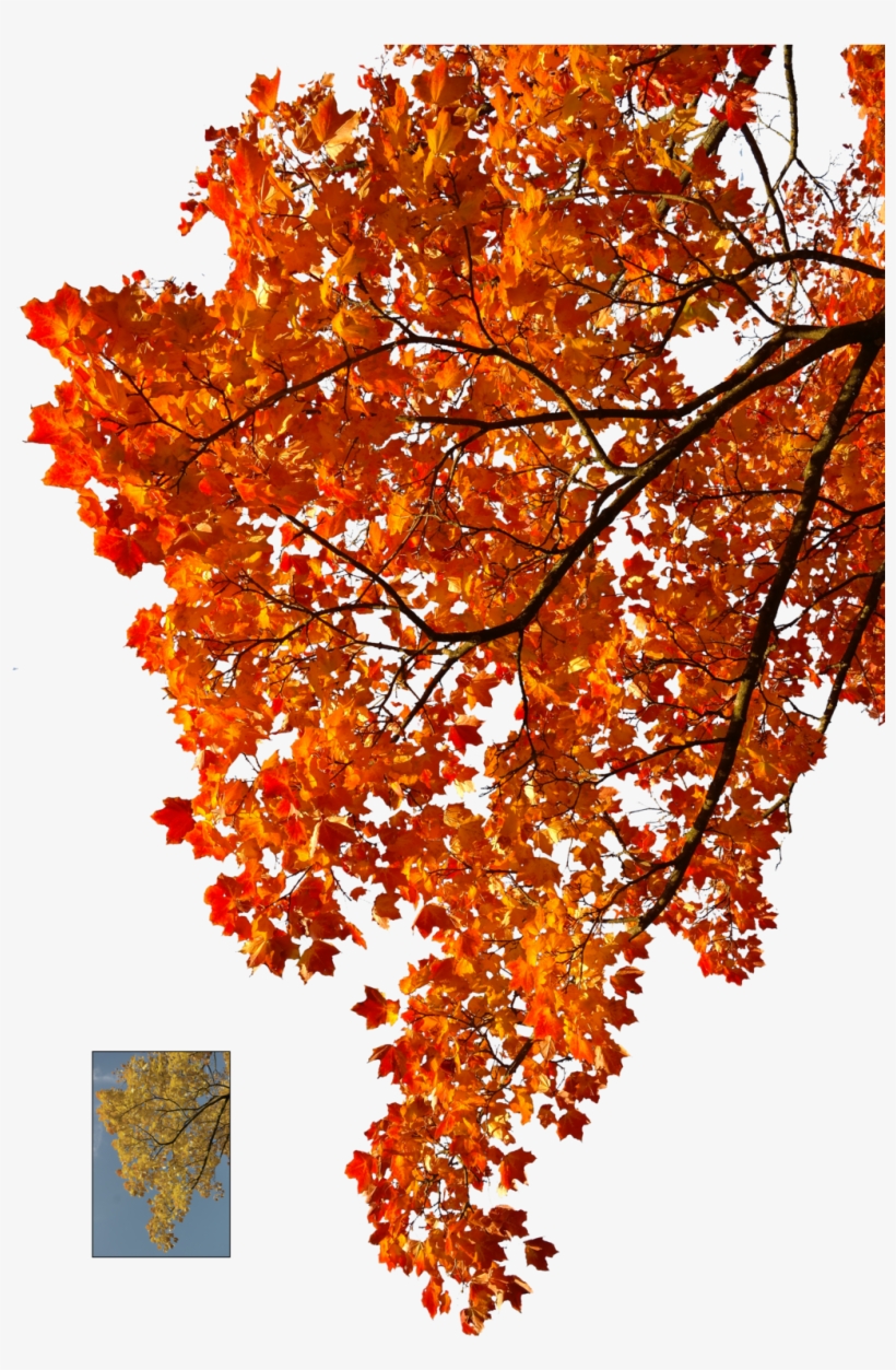 Autumn Leaves Falling Png Clipart Stock - Autumn Leaves Tree Png, transparent png #24869