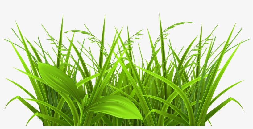 Grass - Physiological Efficiency For Crop Improvement, transparent png #24913