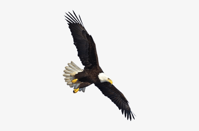 Birds - Eagle Flying Png, transparent png #25062