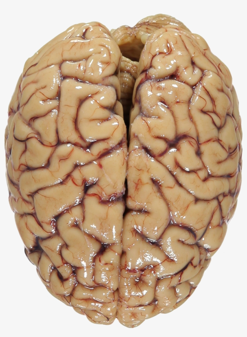 Human Brain Png Svg Free - Human Brain, transparent png #25161