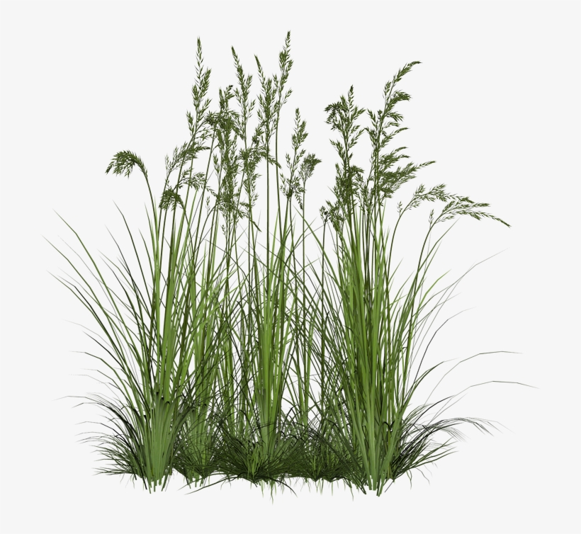 Grass Png Zip Download Grass Png Zip Download - Transparent Background Plant Png, transparent png #25341