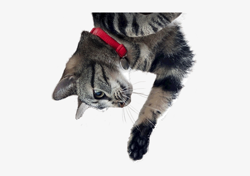 youthful vitality cat
