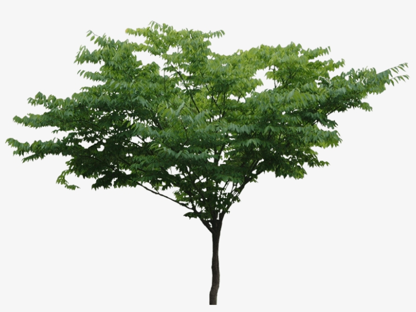 Tree - Trees Hd Png, transparent png #25825